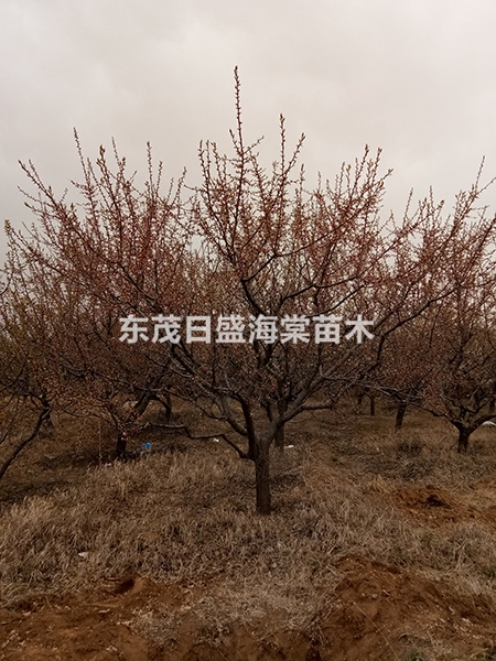 山杏树 