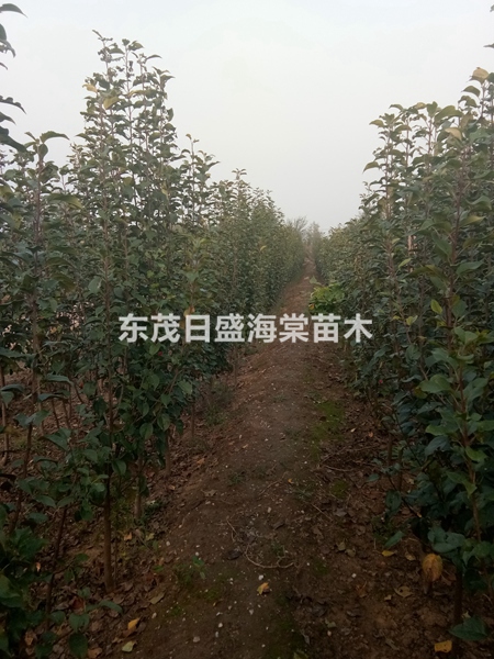 海棠树地径2.5公分