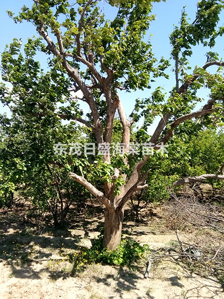 海棠造型古树