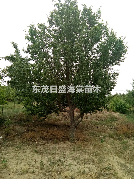 海棠树地径25公分